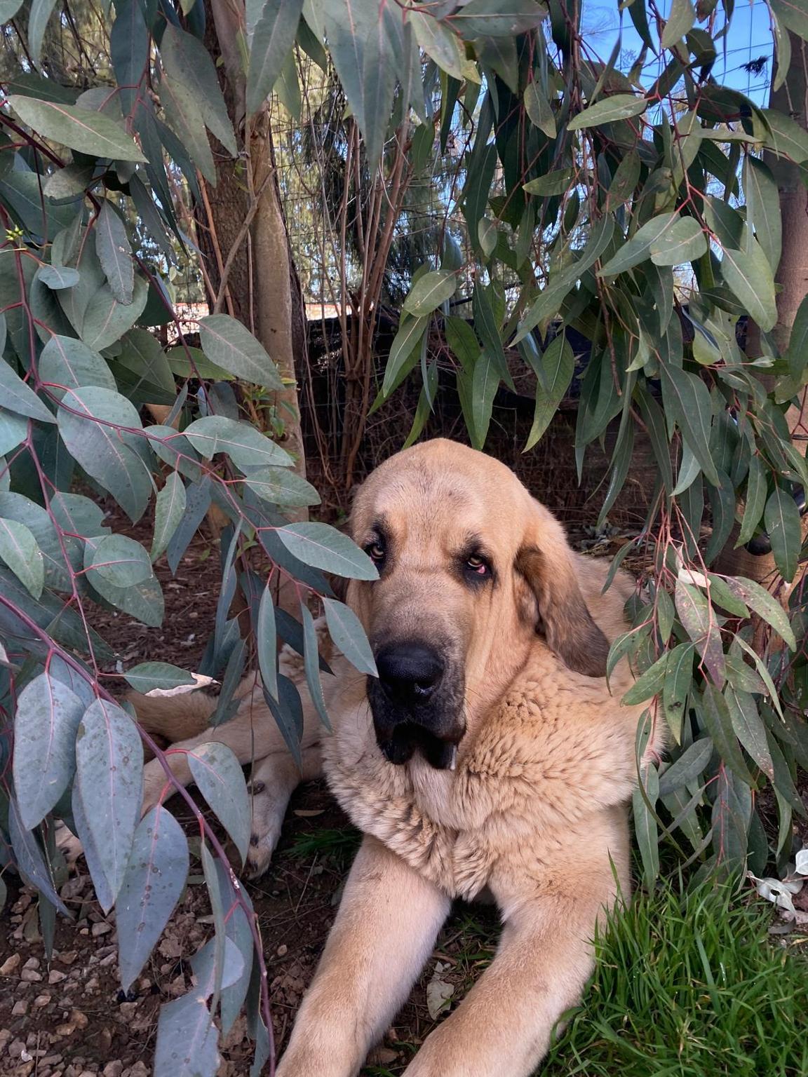 SOS- Claritas Rasselbande- El Mastin Español