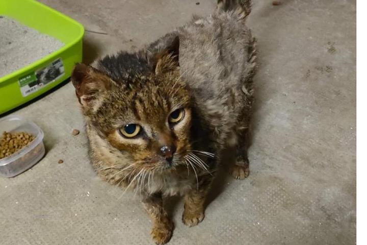 Association Vignotine Le cœur sur la patte