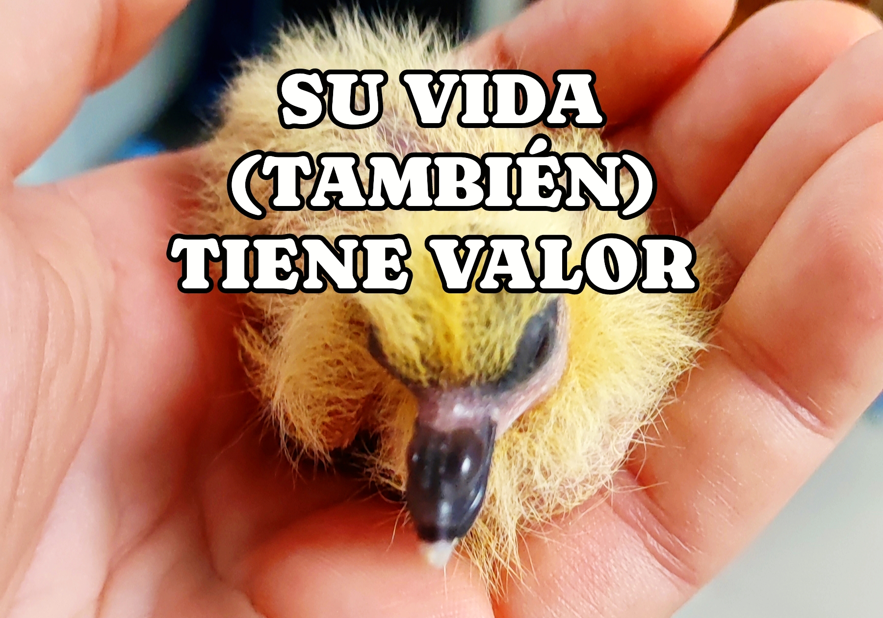 @amorenplumas