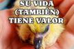 @amorenplumas