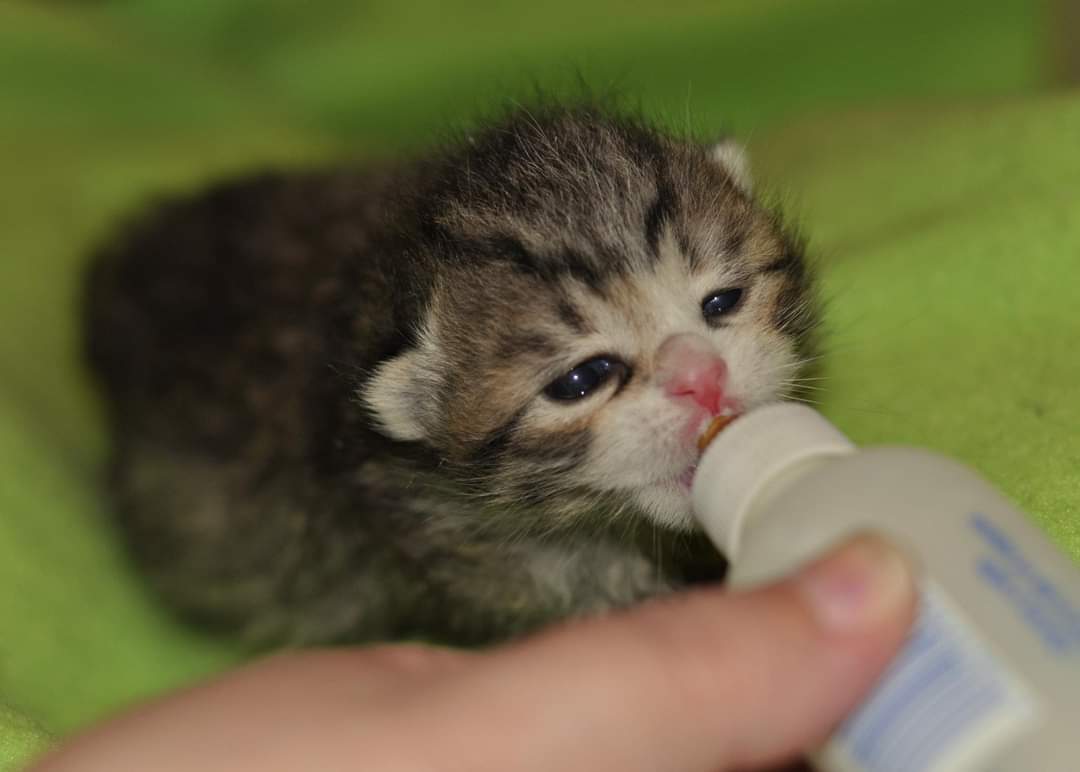 Le Gattacce di Padova - un aiuto per i nostri Mici