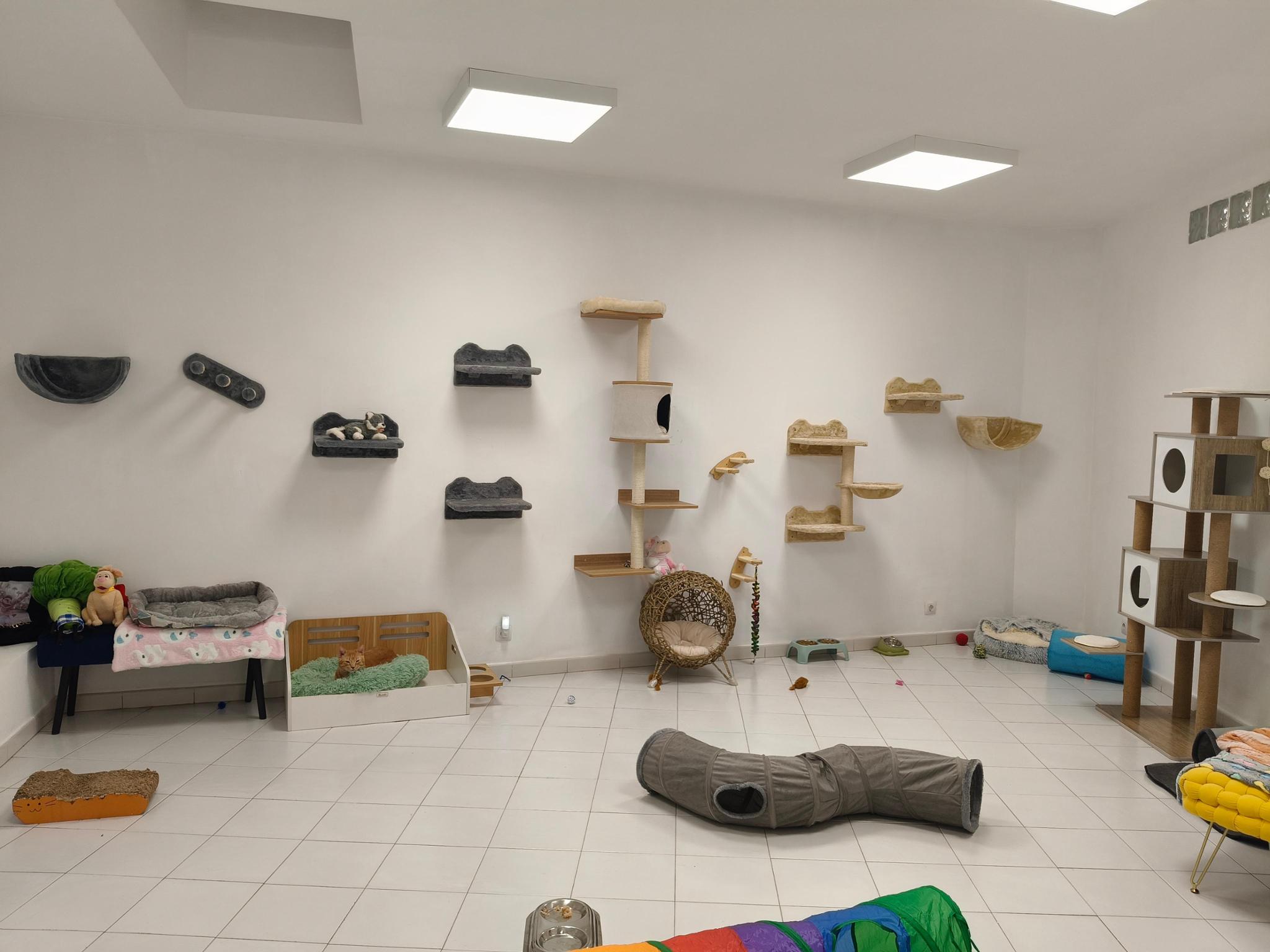 Purr Palace! Ayudanos a pagar el local que necesitan los gatitos rescatados