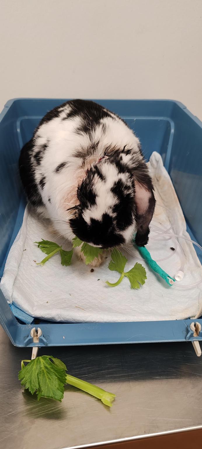 Pour que Praline guérisse