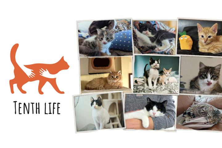 Tenth Life Cat Rescue Varna