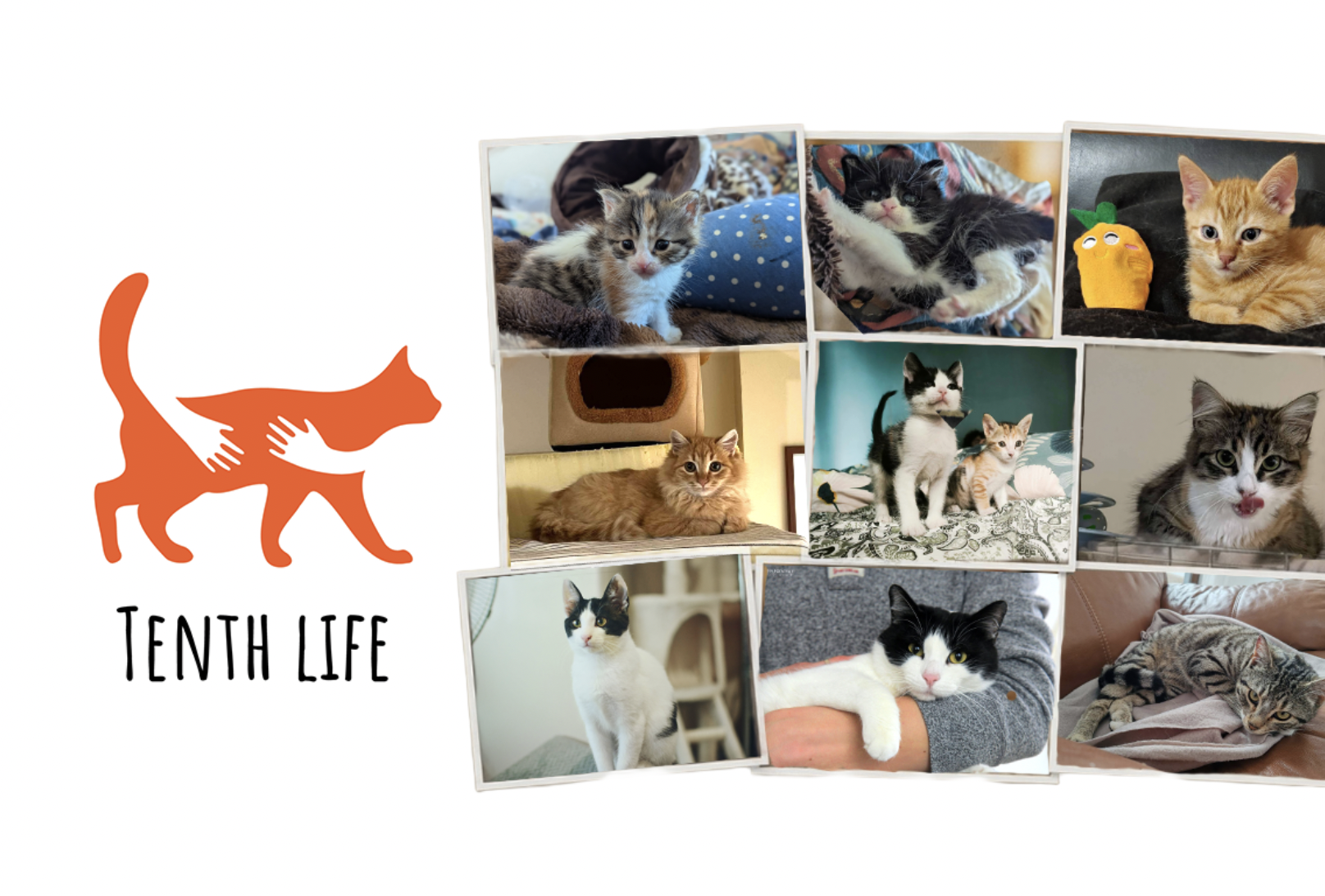 Tenth Life Cat Rescue Varna