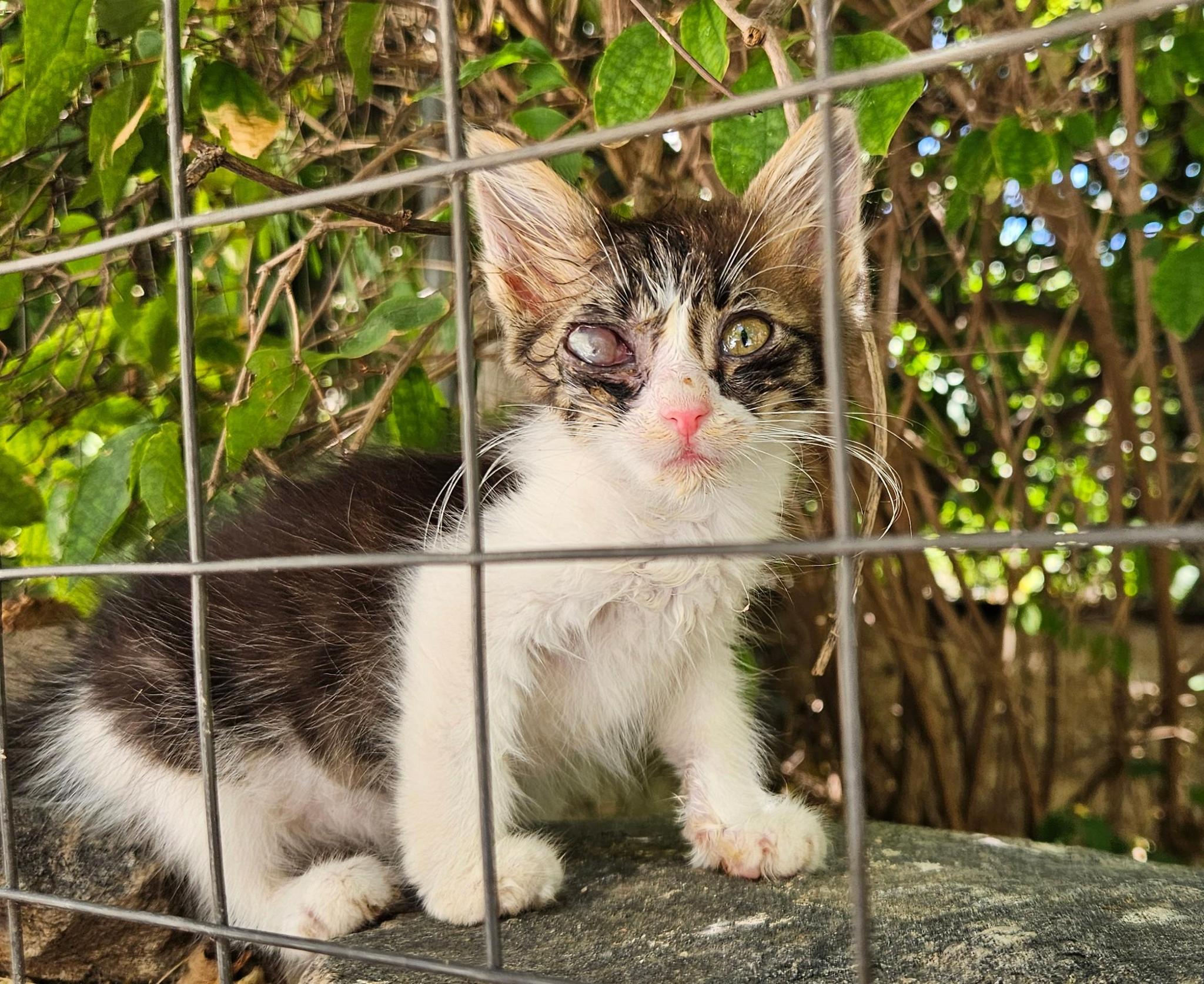 Streetcats of Samos