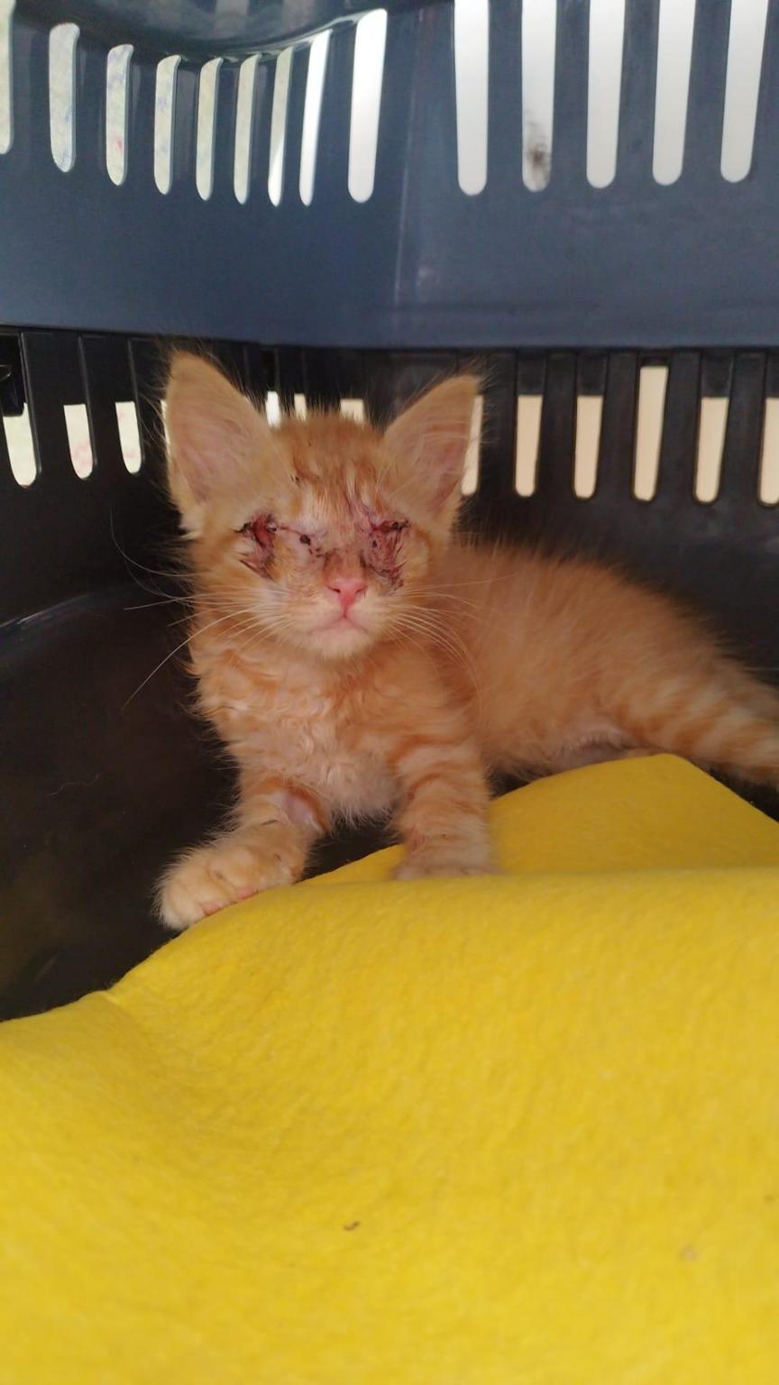 A los gatitos de Alcoy