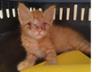 A los gatitos de Alcoy