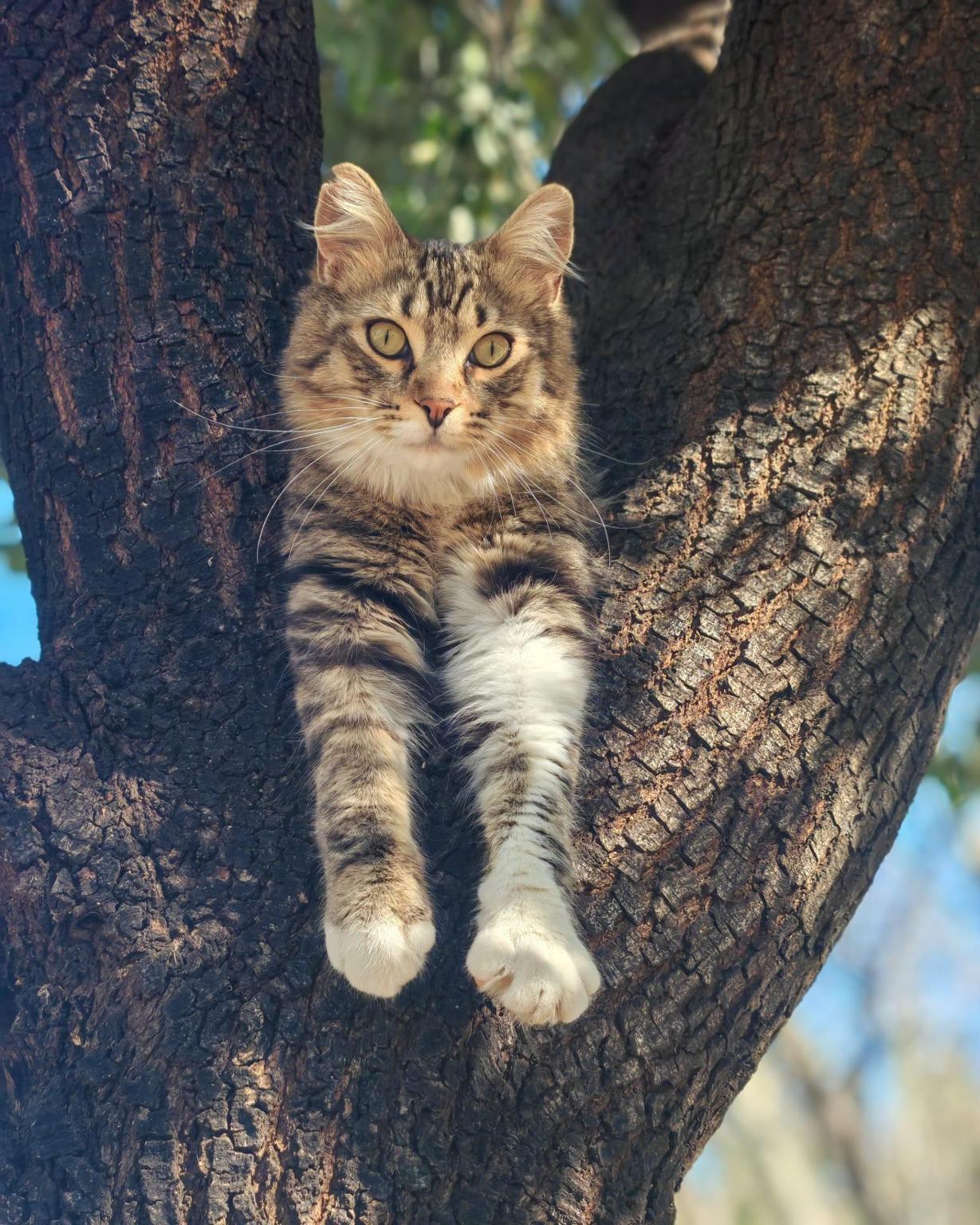 A los gatitos de Alcoy