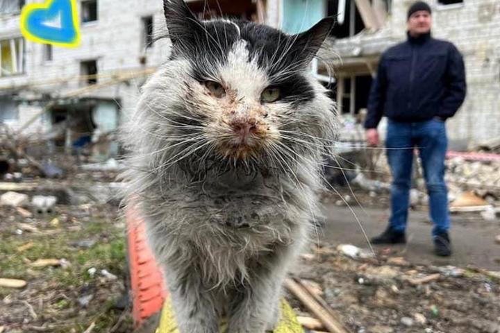 Ayuda a animales de Ucrania