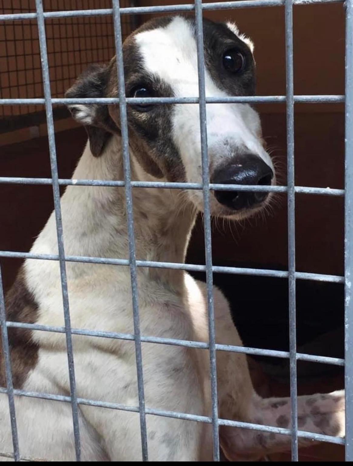 IOGALGO Adozione Levrieri Italia odv