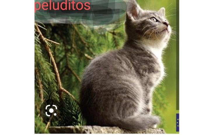 Colonia de Peluditos
