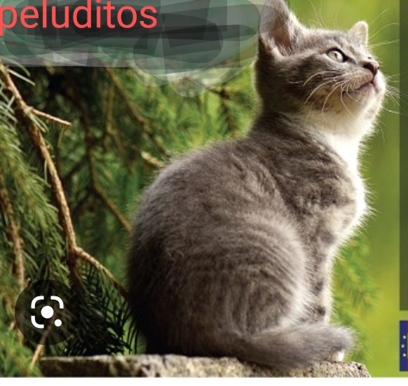 Colonia de Peluditos