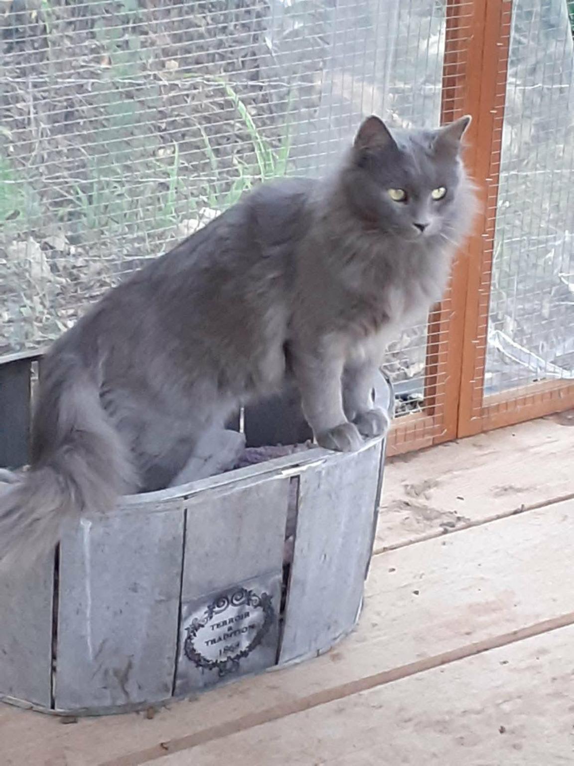 CHATS SANS TOITS DE VALÉRIE
