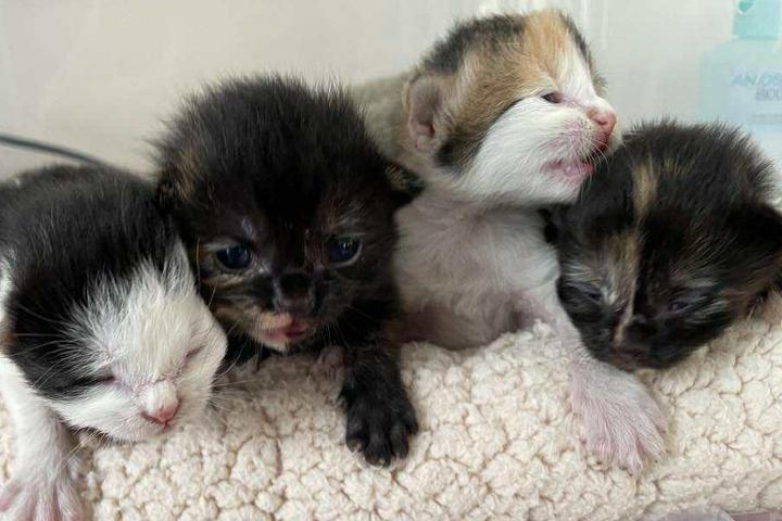 Association Coeur de chatons