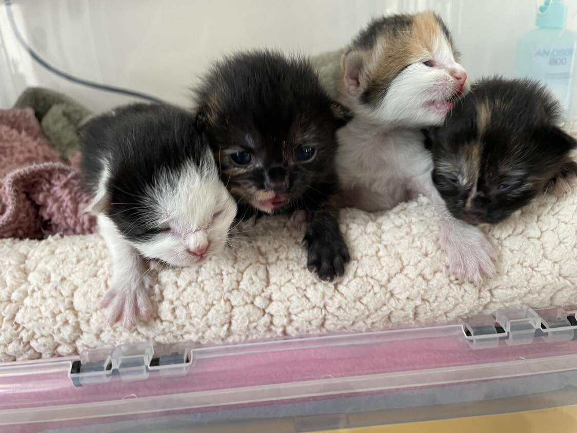 Association Coeur de chatons