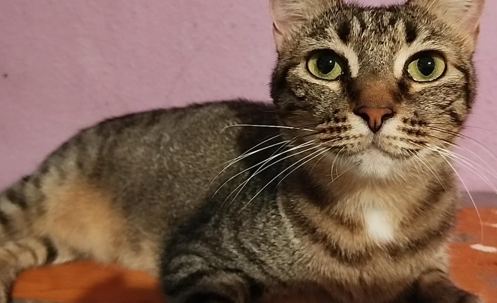 Comida para la gatita Señora Maricarmen