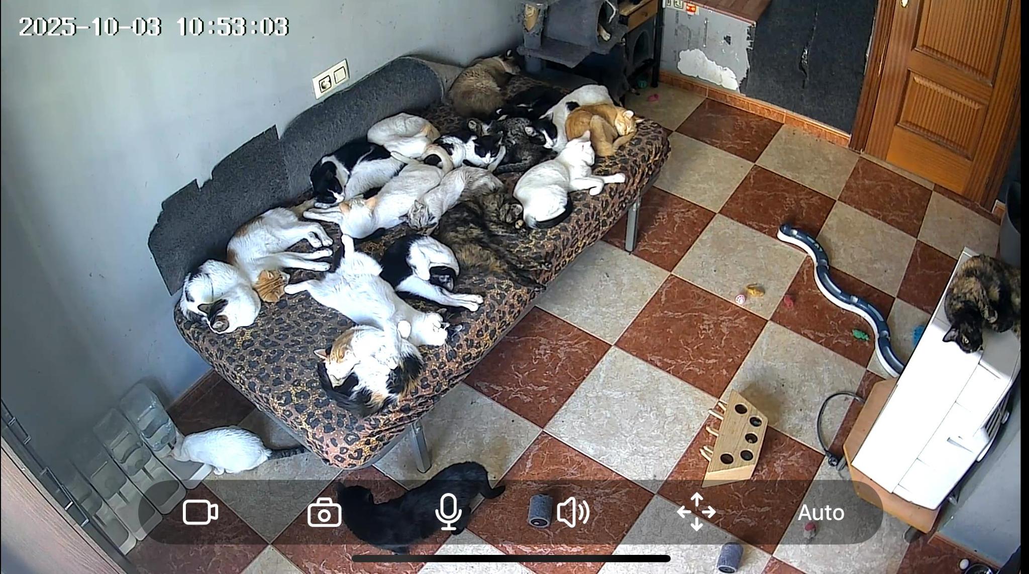 Salvando Vidas Michi Miau