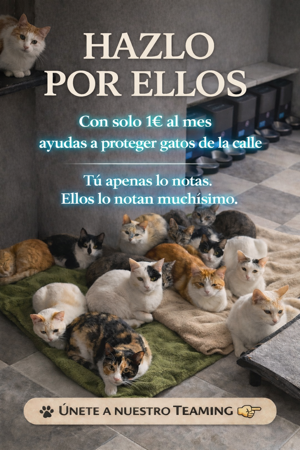 Salvando Vidas Michi Miau