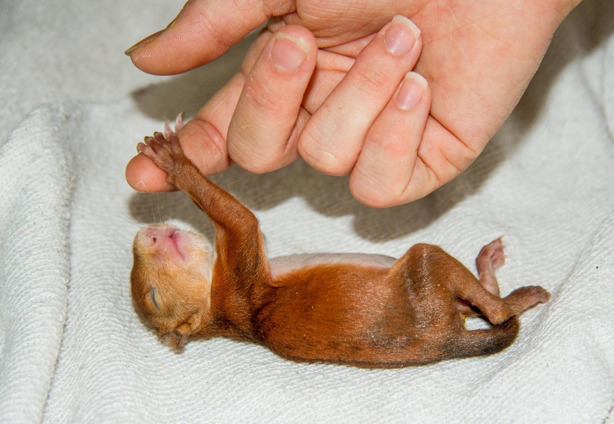 GREFA - Hospital de Animais Selvagens