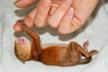 GREFA - Hospital de Animais Selvagens
