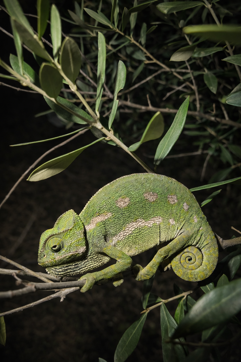 Camaleón Común: Ayúdanos a conservar la especie