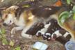 LITTLE PAWS OF BULGARIA