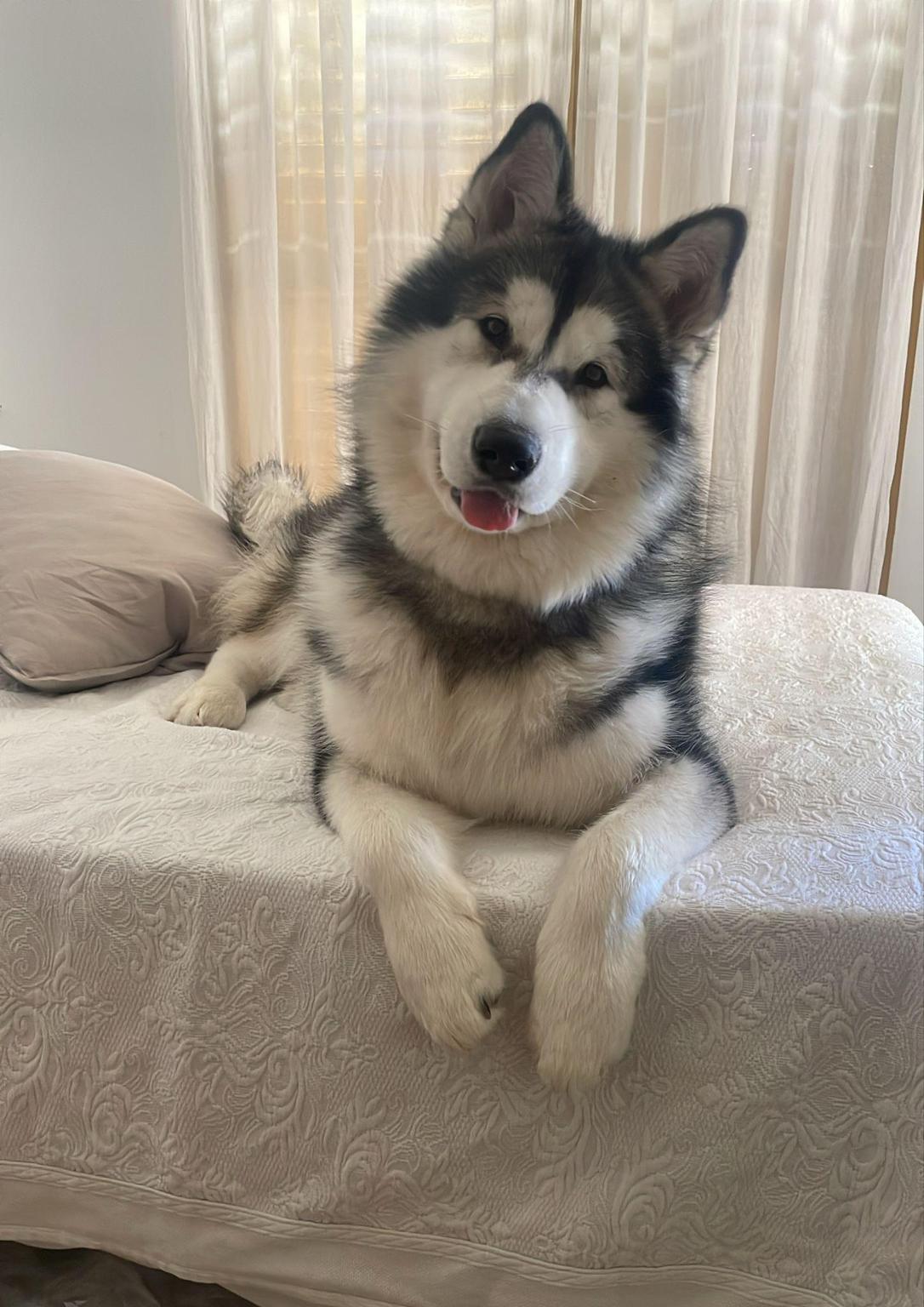 Nórdicos en Adopción