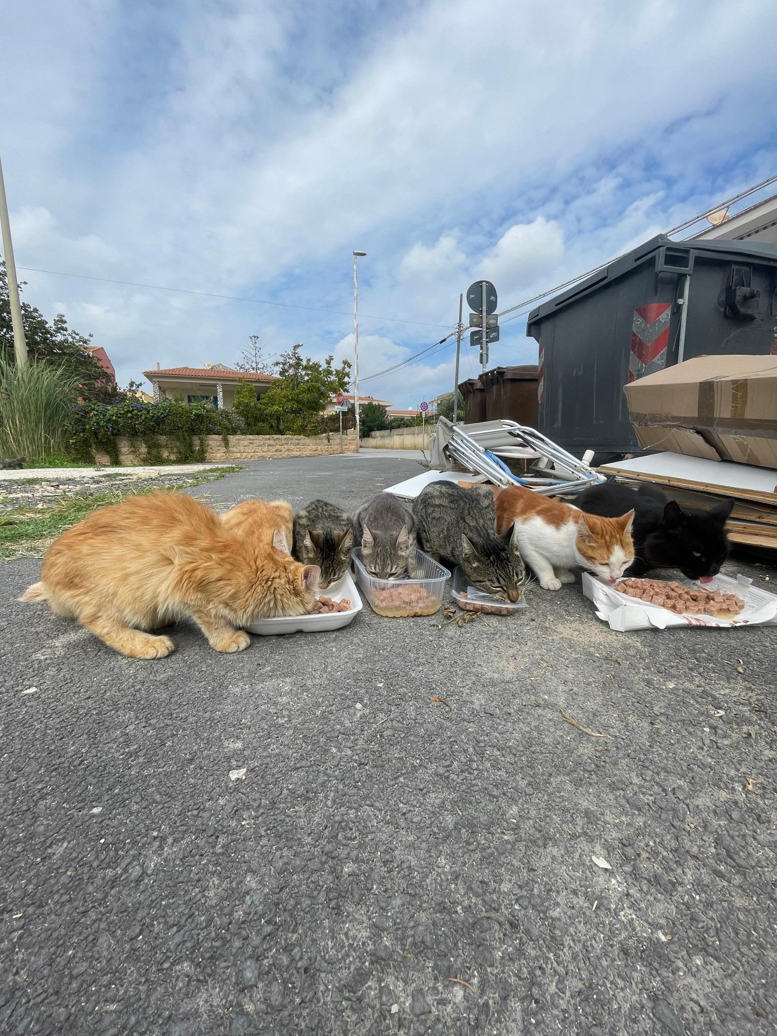 Aristogatti Pozzallo