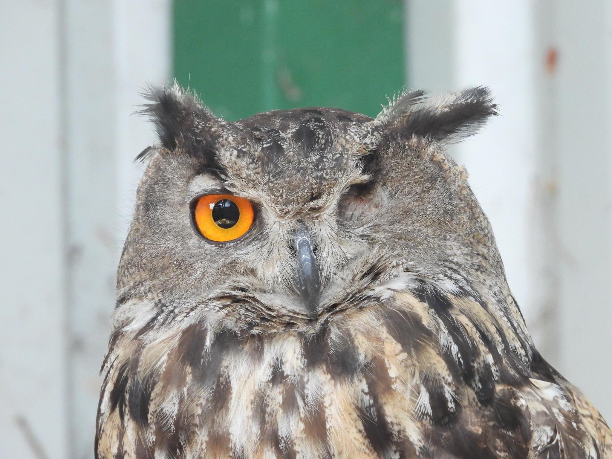 GREFA - Animales irrecuperables