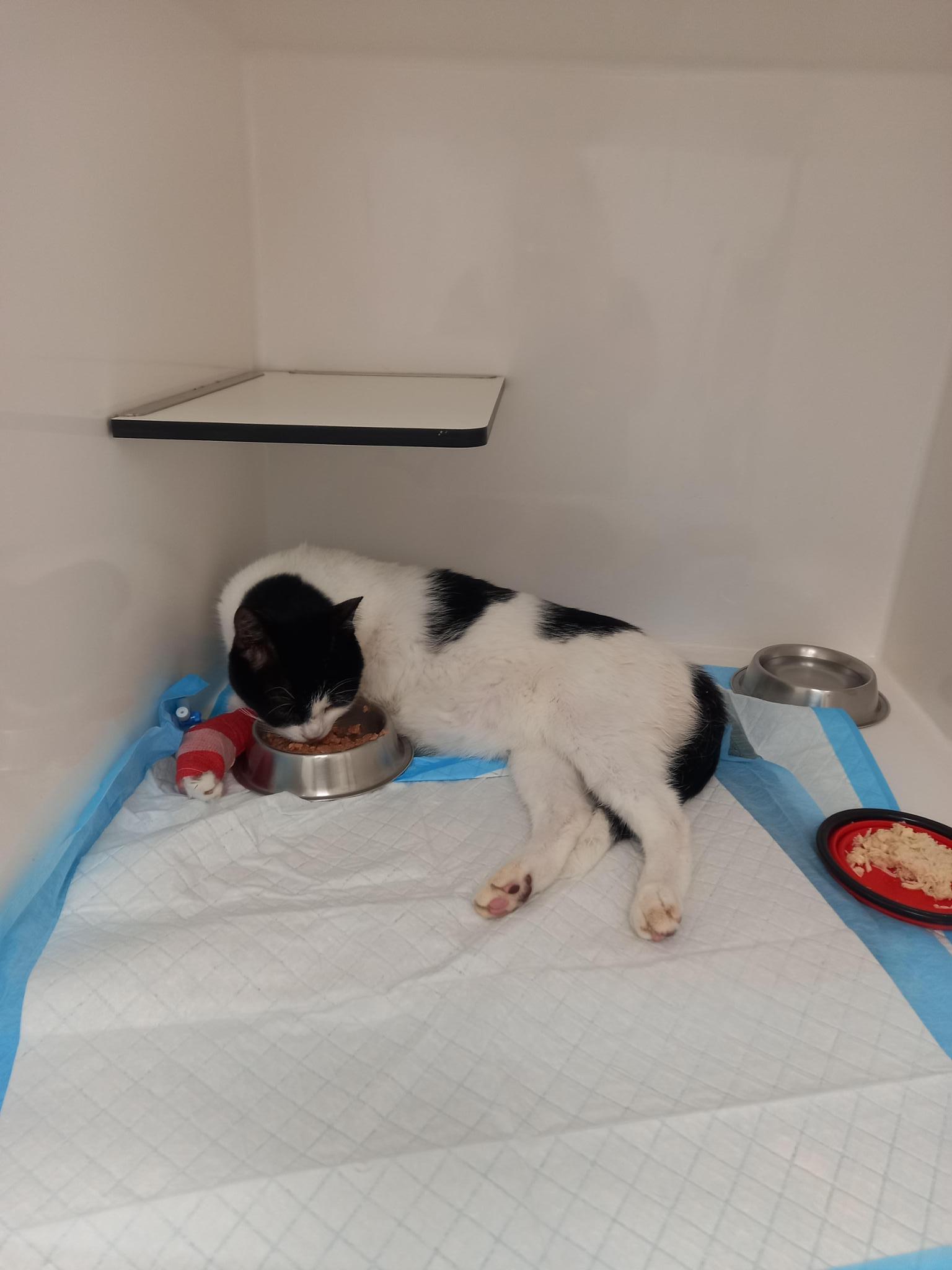 AYUDA GASTOS MEDICACION ORION