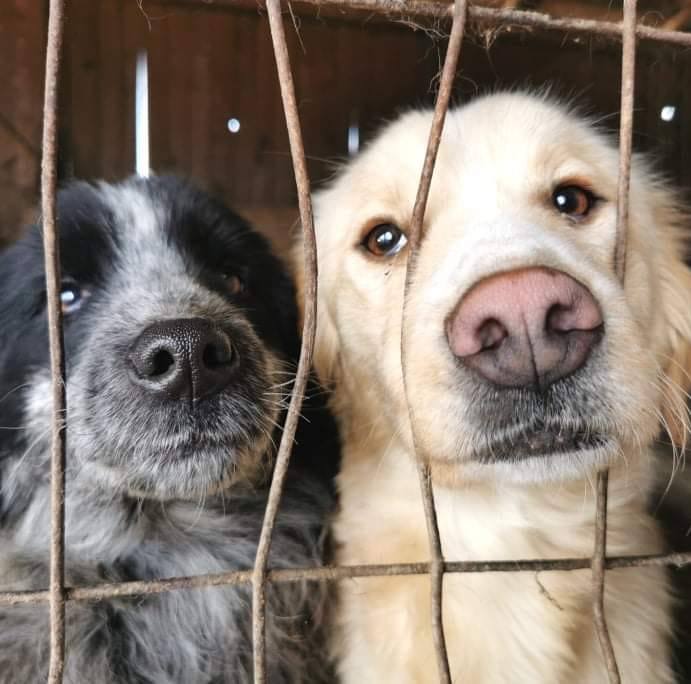 Pets from Campulung-Romania
