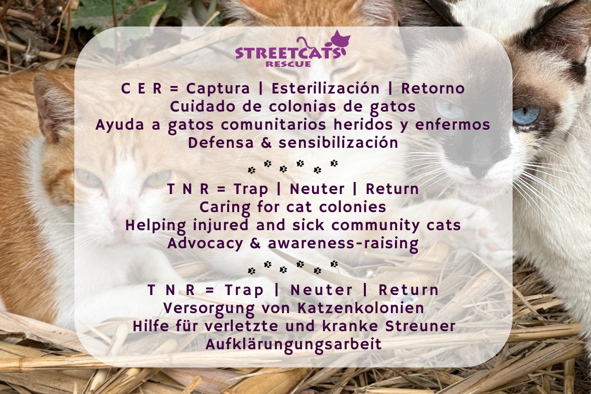 Street Cats Rescue | Conil