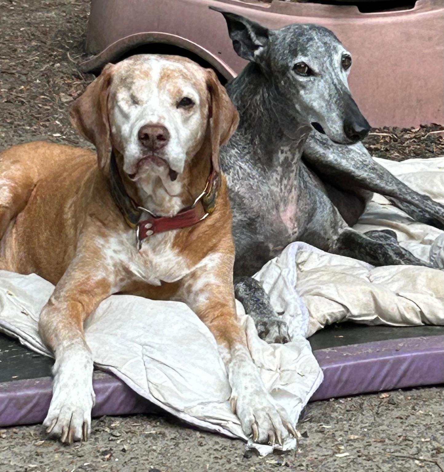 Stichting Dogs from Spain