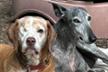 Stichting Dogs from Spain