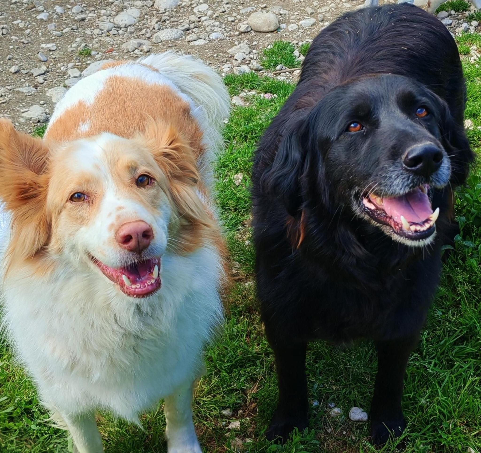 I NOSTRI AMICI A 4 ZAMPE