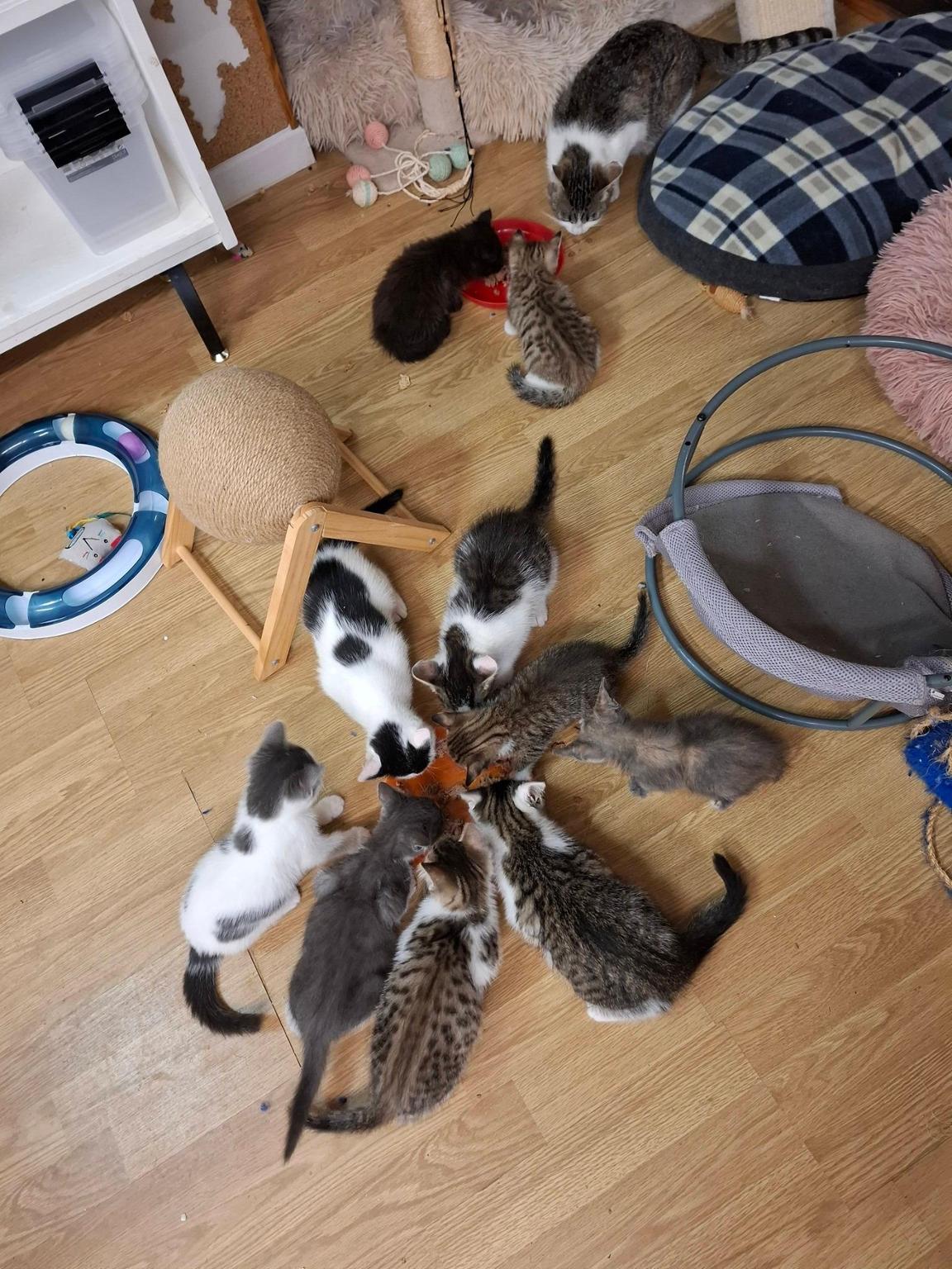 €1 to save lives - Association Les Chats Perchés (25)