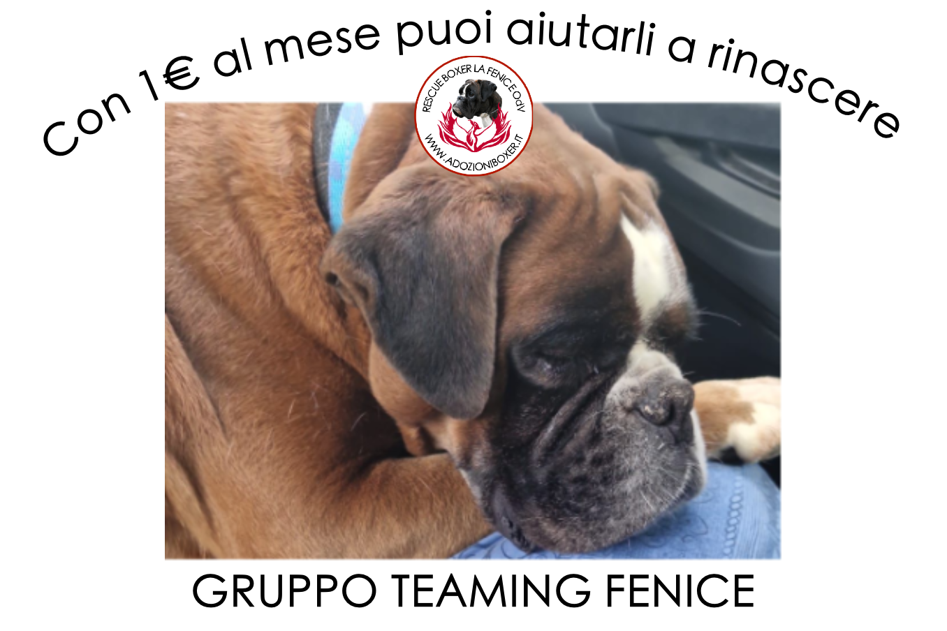 EMERGENCY FOUND - Rescue Boxer LA Fenice Odv