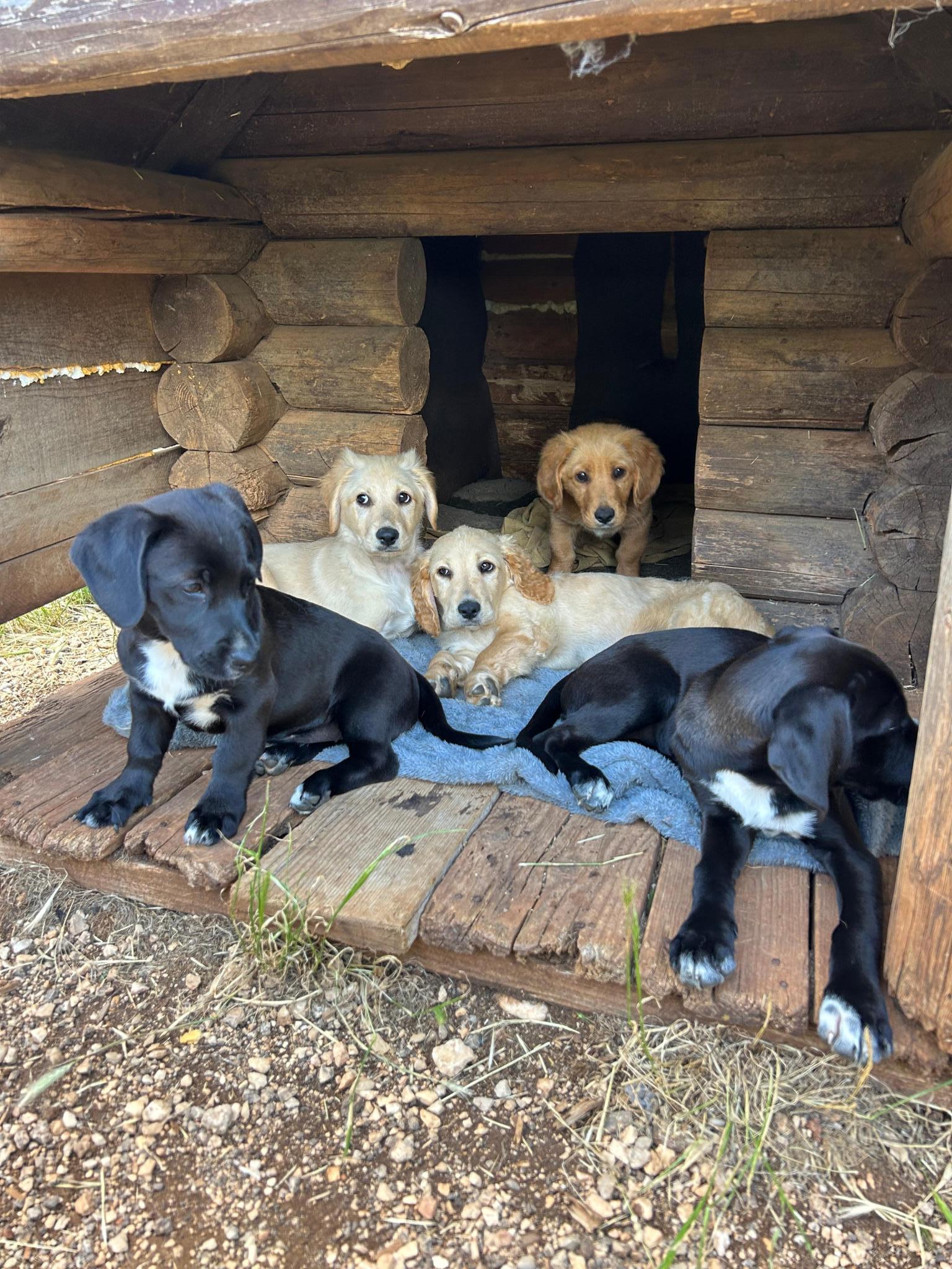 N&N - helping Dogs