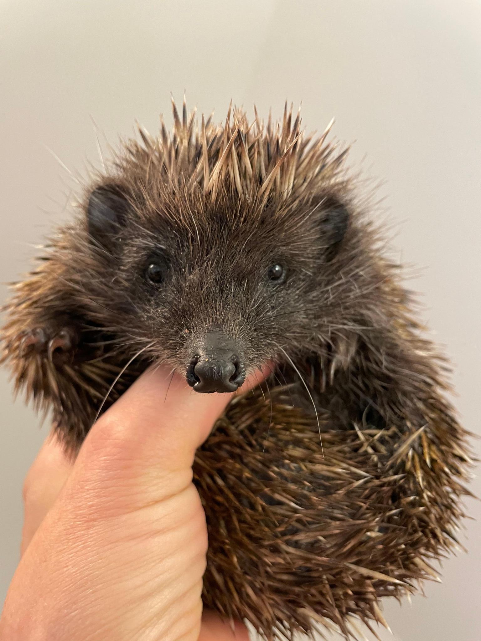 Stadtigel Linz Verein für Wildtierhilfe
