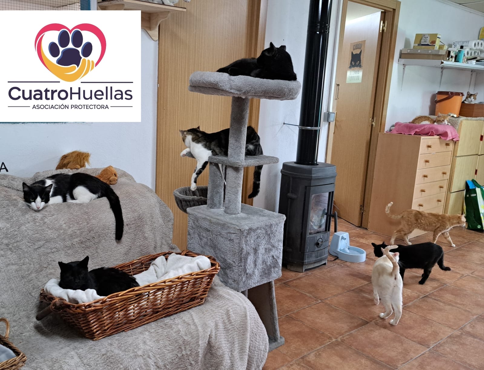 CUATRO HUELLAS - ARENA REFUGIO