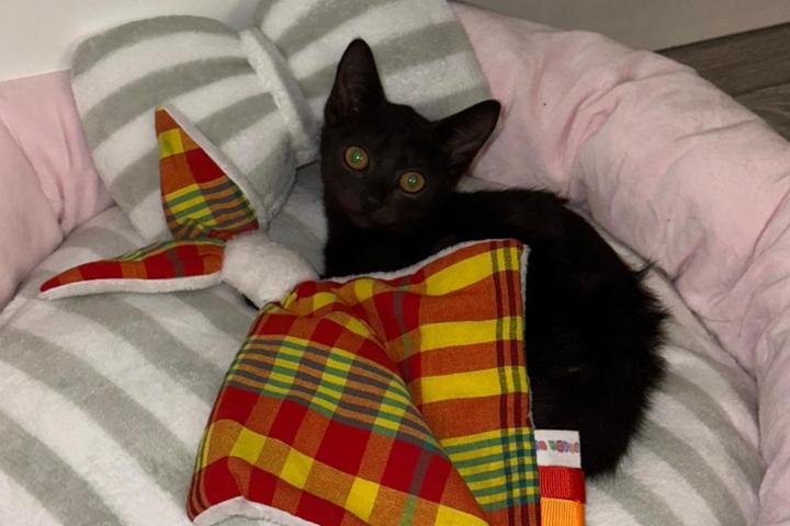 Parraine un chat avec Fellost