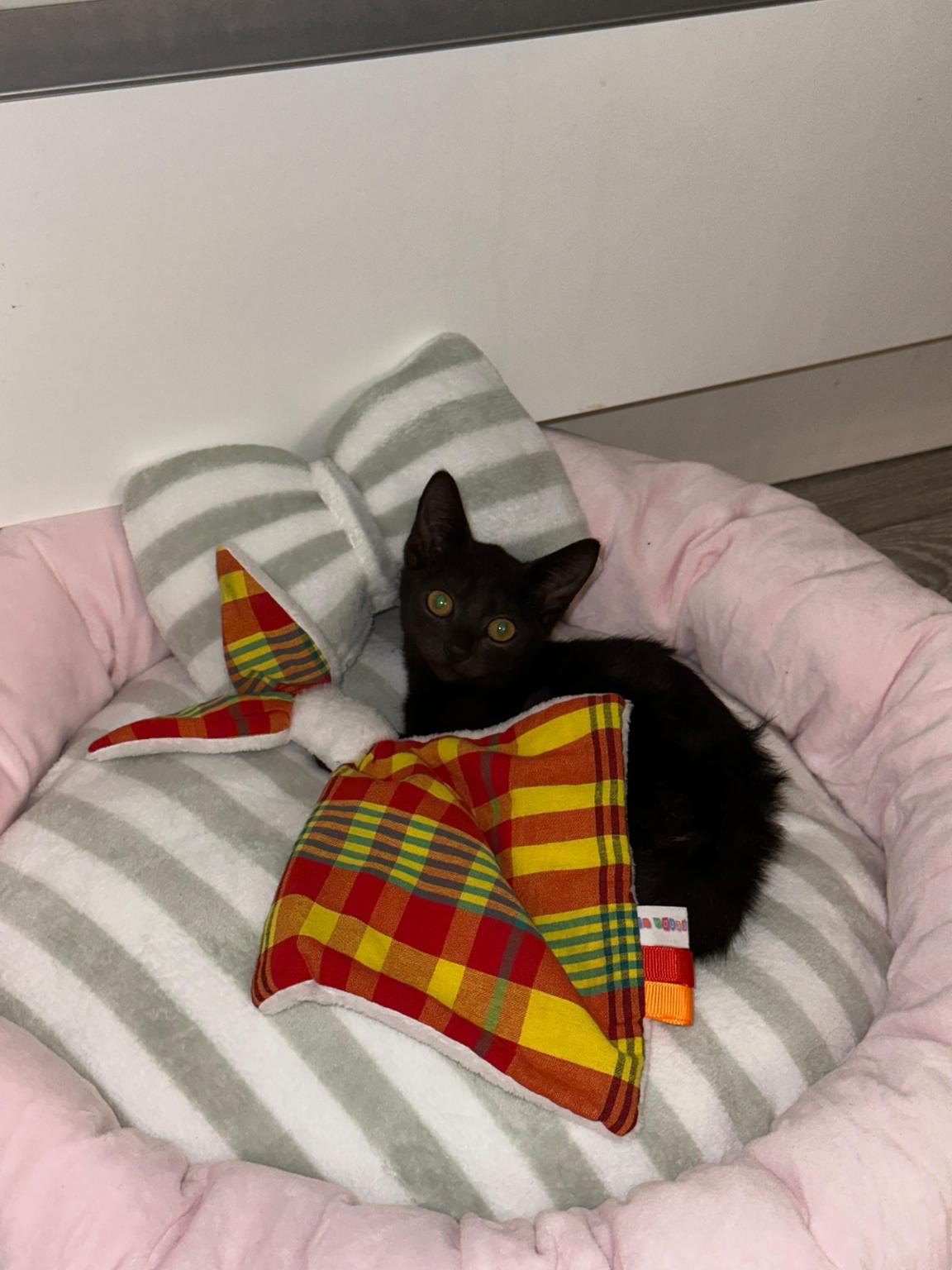 Parraine un chat avec Fellost