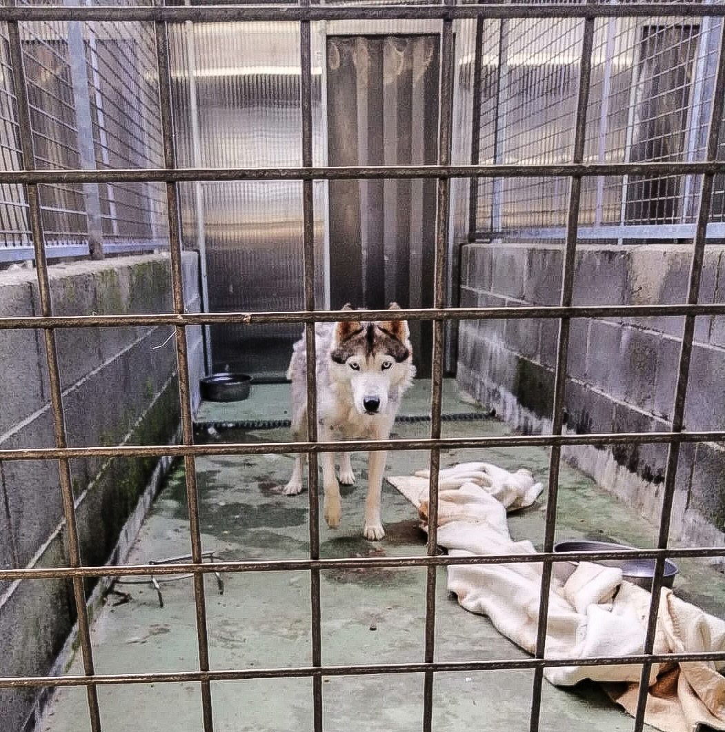 GLI ANGELI DI RESCUE HUSKY & FRIENDS ODV