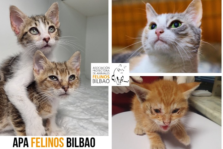 Felinos Bilbao