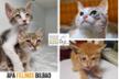 Felinos Bilbao
