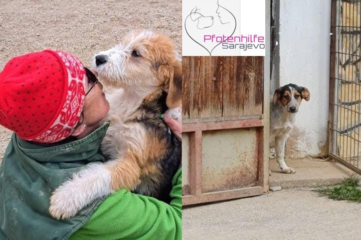 Pfotenhilfe Sarajevo Jasmina Kapetanovic