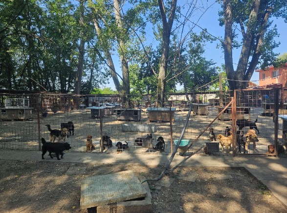 Help for Strays e.V.