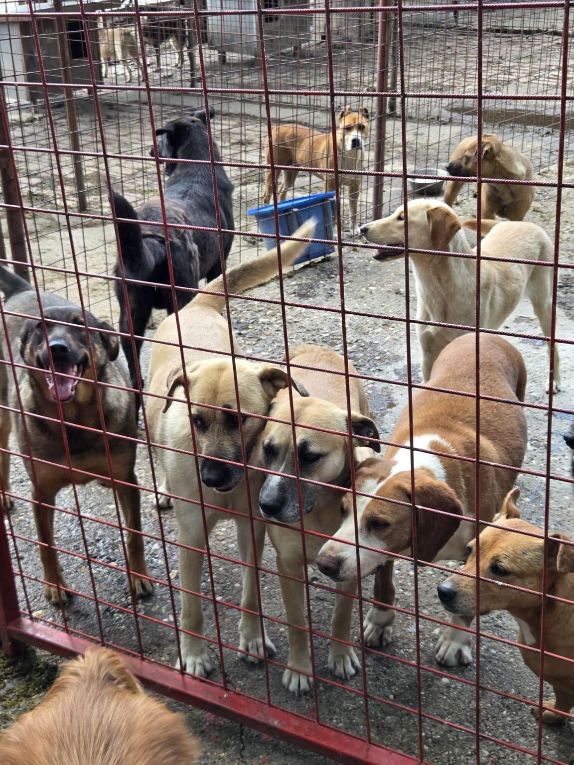 Help for Strays e.V.
