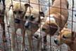 Help for Strays e.V.